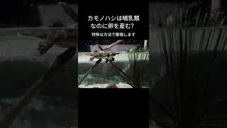 カモノハシは哺乳類なのに卵を産む？　#カモノハシ #哺乳類 #卵生 #自然の不思議 #動物の真実 #短い動画 #ショート動画 #ずんだもん #動物の豆知識　VOICEVOX:ずんだもん