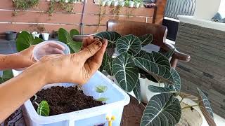 Cara Memperbanyak Alocasia Black Velvet#merawattanamanhias  (@laelychannel5659 )