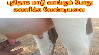 புதிதாக மாடு வாங்கும் போது கவனிக்க வேண்டியவை