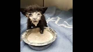 Cat milk face meme #shorts