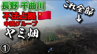 中国グループによるとんでもない規模のヤミ畑。長野県千曲川沿い国有地の不法占拠は、もはやヤミ農園 ①