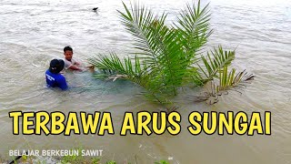 PEMUDA INI SEMANGAT BERKEBUN KELAPA SAWIT .PROSES PENYELAMATAN SAWIT HANYUT SAMBIL MAIN DI SUNGAI