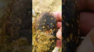 rockhounding for beginners #crystalhunting #youtubeshorts #agatehunting