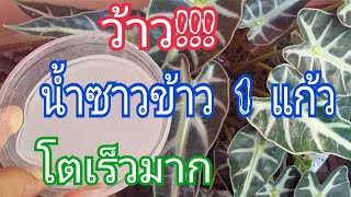 ว้าว!!! น้ำซาวข้าว 1 แก้ว แก้วสารพัดนึก เจริญเติบโตเร็วมาก#ป้าตุ๊channel 🌳🌳