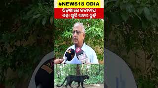 ଓଡ଼ିଶାରେ କଳା ବାଘ, ଏହା ଖୁସି ଖବର ନୁହେଁ  rare black leopard roaming in the Odisha forest | Odia News