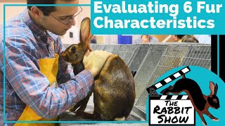 Evaluating the 6 Fur Characteristics by Doc Satin