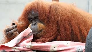 朝は雨降ってた日のムカちん☔浜松市動物園 オランウータン