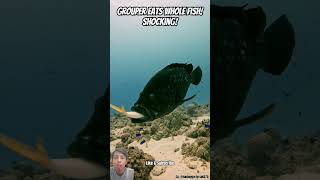 Massive Grouper Devours Whole Fish! Unbelievable Underwater Footage!