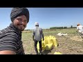 ਕਿੰਨੀ ਹੋਈ ਸਰੌਂ ਫੈਸਲੇ ਦਾ ਦਿਨ malkeetbai punjab villagelife farminginpunjab