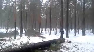 Валка леса сбиванием, по принципу батарейной валки. Felling trees in the opposite direction