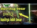 [PORANG] BEGINI CARANYA TANAM DI POLYBAG. AGAR PORANG CEPAT BESAR