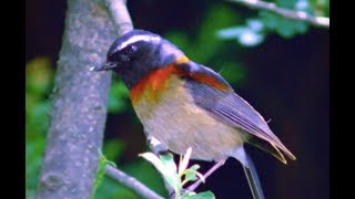 Taiwan Bush Robin