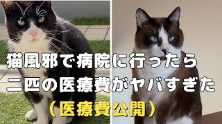 猫風邪で病院に行ったら、猫二匹の医療費がやばすぎた…