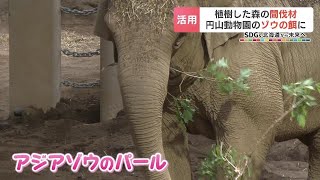 円山動物園のゾウに森からの贈り物　植樹した森の間伐材を餌に…ゾウにとっても野生本来の姿に近づくメリット