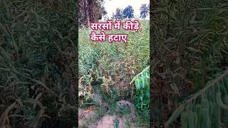 सरसों में कीड़े कैसे हटाए #shortsfeed #shortsviral #shortvideo #moistikarrjamansuri7215 #सरसों