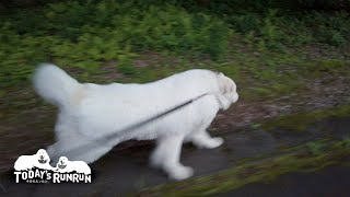 散歩中にキツネを見つけてスイッチが入ったアランです　Great Pyrenees　グレートピレニーズ