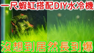 我的一尺水冷蝦缸怎麼了 | CO2 鋁瓶套餐 | DIY製冷晶片冷水機 | what happens  to my shrimp tank