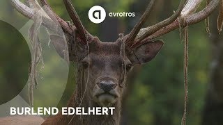 Wild in Nederland: burlend edelhert