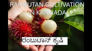 ರಂಬೂಟಾನ್- ಸುಲಭವಾಗಿ ಬೆಳೆಸಿ, ಲಕ್ಷ ಗಳಿಸಿ || Profitable Rambutan Fruit Farming In Kannada