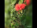 hibiscus flower విప్పిన రెక్క మందార పువ్వు.