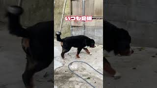 超大型犬KING７歳リンパ腫との戦い。今日も頑張ってます。 #超大型犬