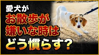 愛犬がお散歩が嫌いな時はどう慣らす？