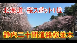 【北海道】静内二十間道路桜並木【有名桜スポット】