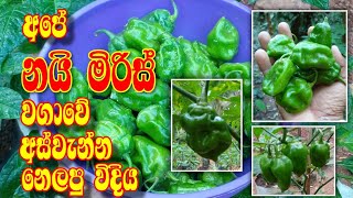 Mage Widhiya|නයි මිරිස් වගාව|අස්වැන්න නෙලපු විදිය|Sconch bonet Dark Green|Nai miris