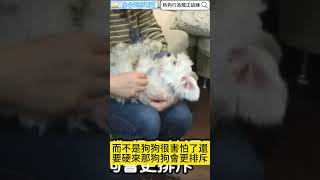 改善狗狗梳毛咬人  #訓犬 #各種狗狗行為問題 #馬爾濟斯 #dog #shorts