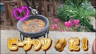 2023/3/22✴︎シジュウカラ✴︎ピーナッツ🥜だ💕