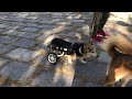 犬の車椅子