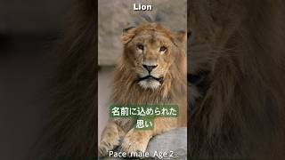 平和大使ライオン「パーチェ」は遊び好き #Lion #shorts