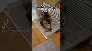 お掃除を監視する猫#ベンガル #猫 #cat #猫のいる暮らし