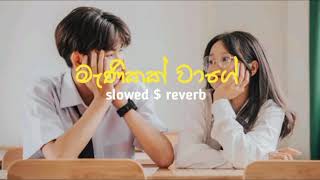 Manikak wage (slowed +Reverb)මැණිකක් වාගේ(2024)