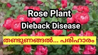 റോസിന്റെ തണ്ടുണങ്ങുന്നുണ്ടോ എങ്കിൽ ഇങ്ങനെ ചെയ്യു . Dieback disease / my world