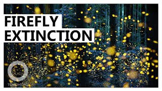 How fireflies are threatened by artificial light, pesticides  - TomoNews