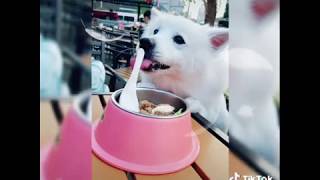 等不及吃鮮食的Yuki♥ #抖音萌寵#狐狸犬#Boss逗狗樂園#寵物鮮食#Tiktok萌寵#dog#Yuki#Foxterrier#寵物熱搜