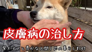 犬の皮膚アレルギーを治す簡単な方法があります