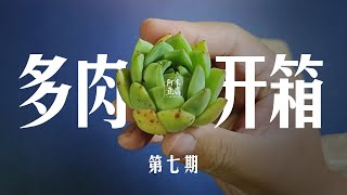 阿米豆腐：多肉开箱 #7 脸青青的罗真衣也很好看