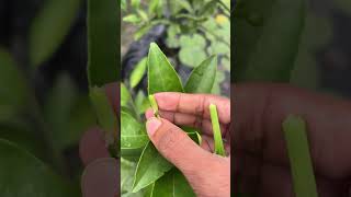 Citrus Plant Pruning Technique #shorts