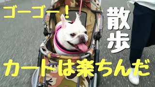 フレンチブルドッグ犬のお散歩😁 カートに乗る犬。フレブルさくら🌸