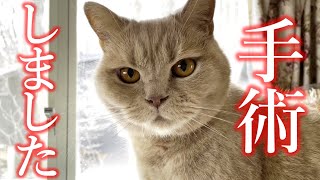 手術の結果についてご報告【モフ猫「ましゅー」】不調事件