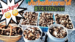 (Ep.6 2/2)ดงเห็ดมอเรลเยอะใหญ่เก็บมันสุดๆวันเดียวได้เกือบ100พาว/Picking Morels Mushroom in Cali. USA