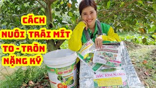 Cách nuôi trái mít ruột đỏ xơ vàng đạt loại 1 | SIÊU THỊ CÂY GIỐNG WELOFARM