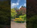 187 札幌 月寒公園の紅葉状況 2023.10.16　 shorts 紅葉と落ち葉 同時進行？