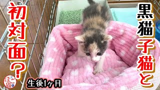 【保護猫　子犬　子猫】お引越ししました　フルーツ兄弟と初対面？！