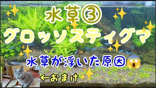 水草初めてのグロッソスティグマ③水草が浮いた原因が分かりました!