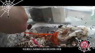 我为什么开始讨厌收获蚁，工蚁要是多了我们该怎么处理