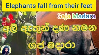 Elephants fall from their feet | Gaja Madara | අලි ඇතුන් දණ නමන ගජ මදාරා | ගජ මදාරා ශාකය 2022