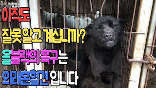 이무학의 토종개 이야기 - 올블랙의 흑구는 토종개가 아니다 !!!